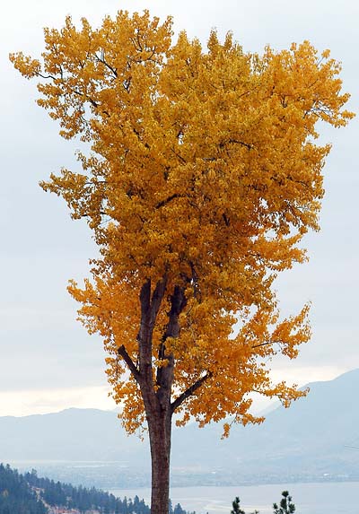 The twin Cottonwoods near the entrance of the property.