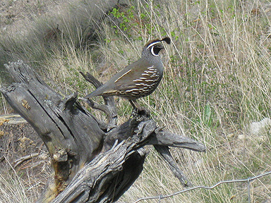 Quail