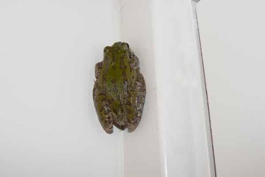 frog2