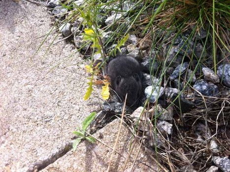 Can you spot the mouse?