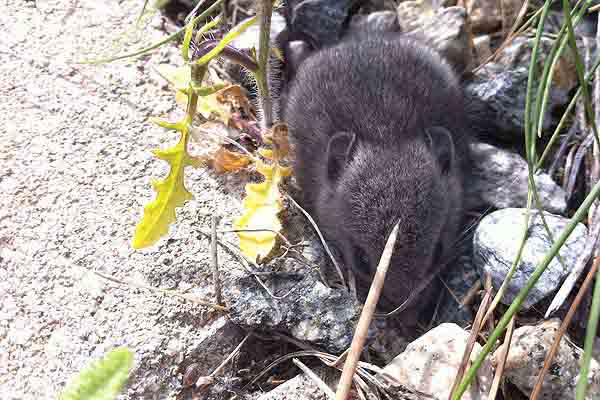 mouse2
