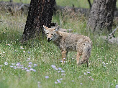 coyote