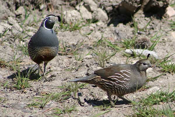 The male quail has a large feather in top of his head, while the female's is more modest.