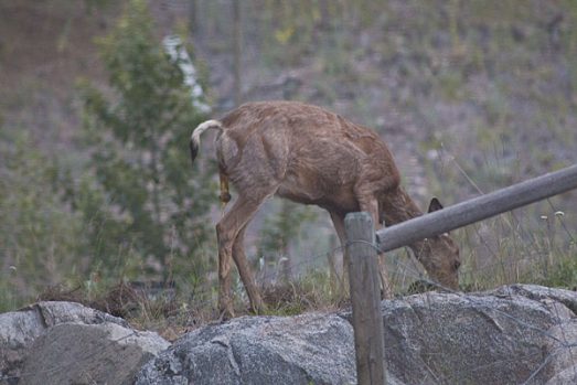 deer-fawn-1