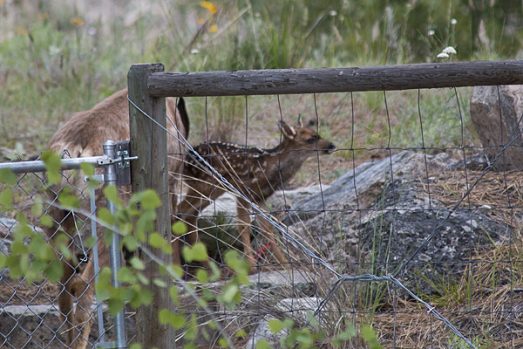 deer-fawn-3