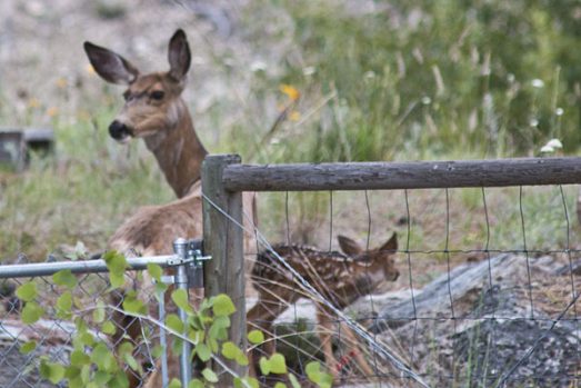 deer-fawn-4