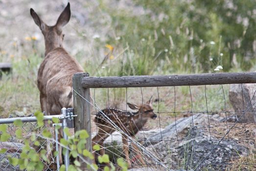 deer-fawn-5